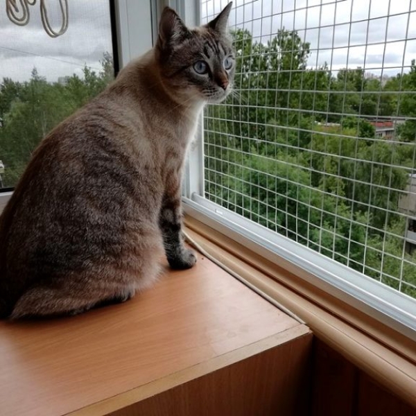 luoi-an-toan-chong-meo